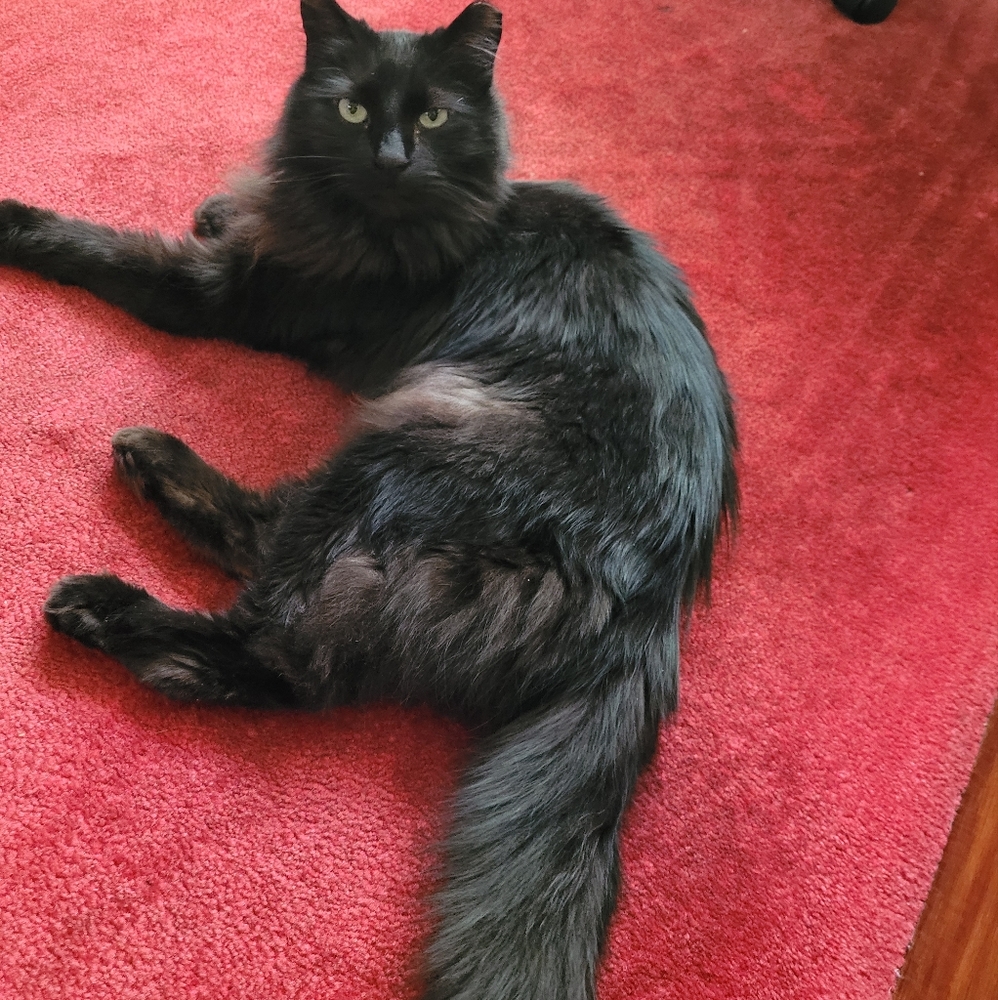 Onix's surgery story - Picture 2 of 12